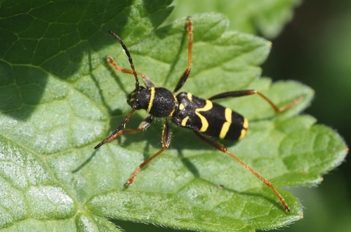 Wasp Beetle