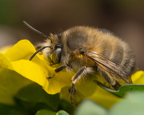 Hairy-footed Flower Bee