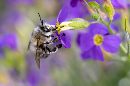 Hairy-footed Flower Bee