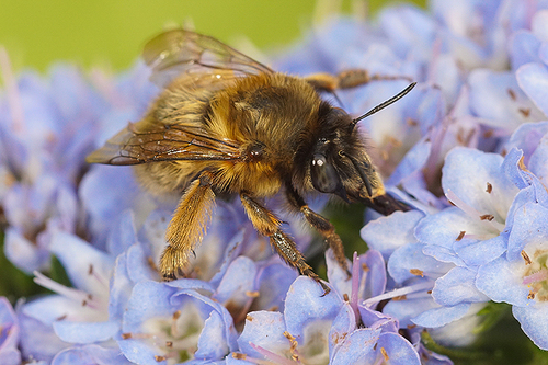 Hairy-footed Flower Bee