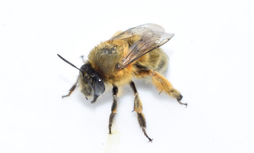 Hairy-footed Flower Bee
