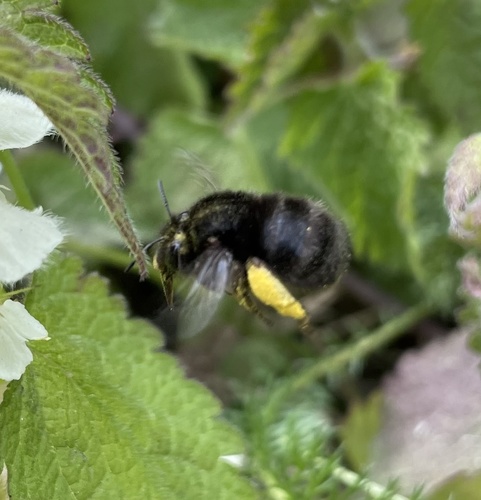 Hairy-footed Flower Bee