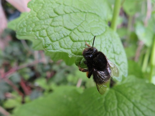 Hairy-footed Flower Bee