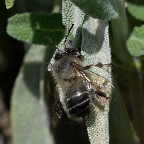 Hairy-footed Flower Bee