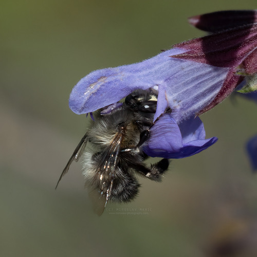 Hairy-footed Flower Bee