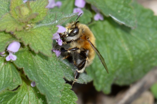 Hairy-footed Flower Bee