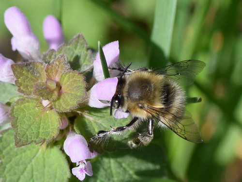 Hairy-footed Flower Bee