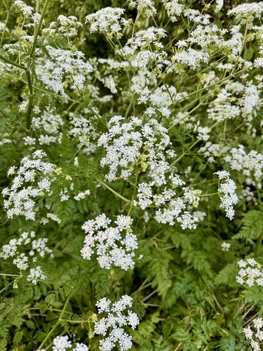 Cow Parsley