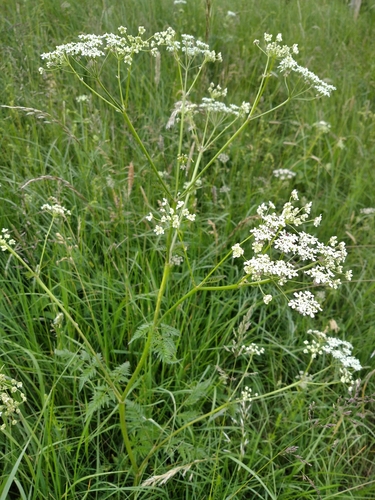 Cow Parsley