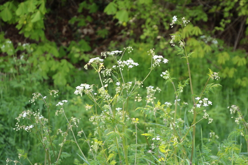 Cow Parsley