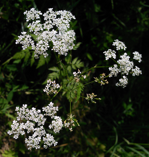 Cow Parsley