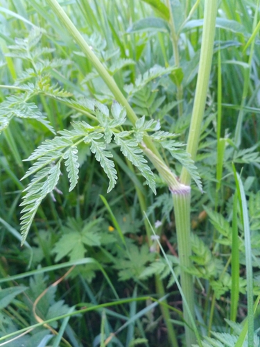 Cow Parsley