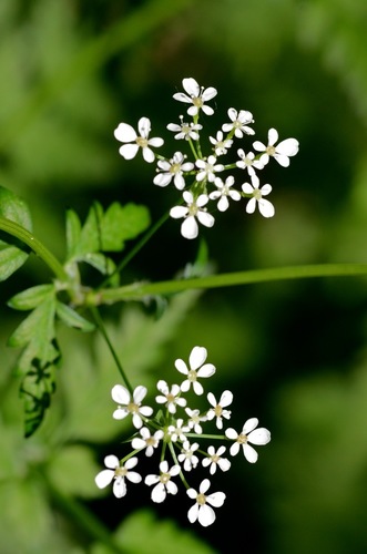 Cow Parsley