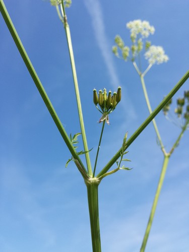 Cow Parsley