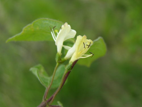 Fly Honeysuckle
