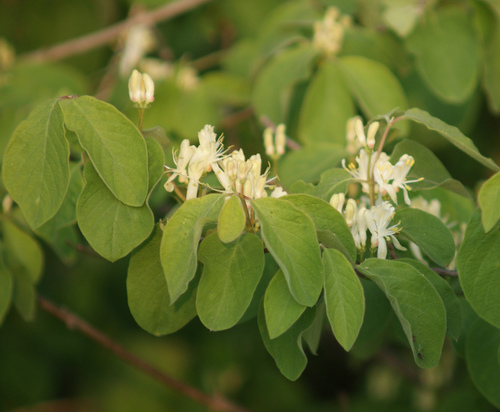 Fly Honeysuckle