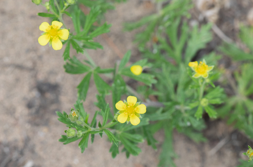 Silvery Cinquefoil