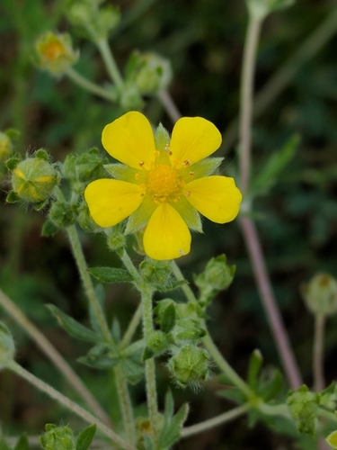 Silvery Cinquefoil
