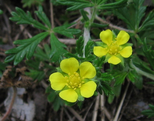Silvery Cinquefoil