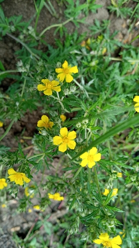 Silvery Cinquefoil