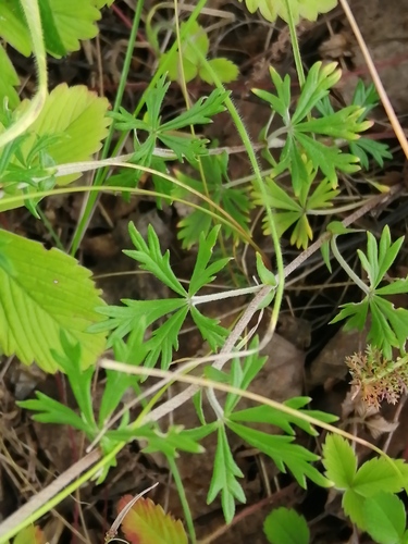 Silvery Cinquefoil