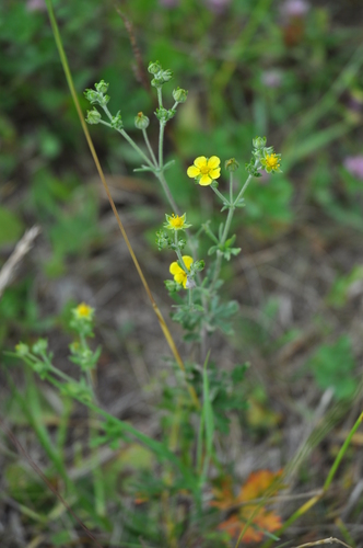 Silvery Cinquefoil