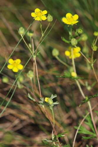 Silvery Cinquefoil