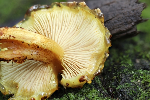 Golden Pholiota
