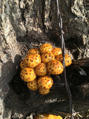 Golden Pholiota