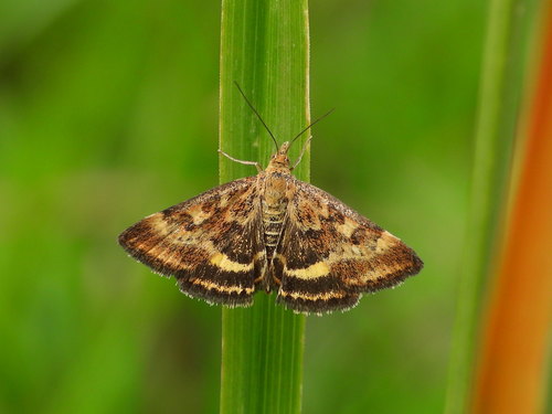 Straw-barred Pearl