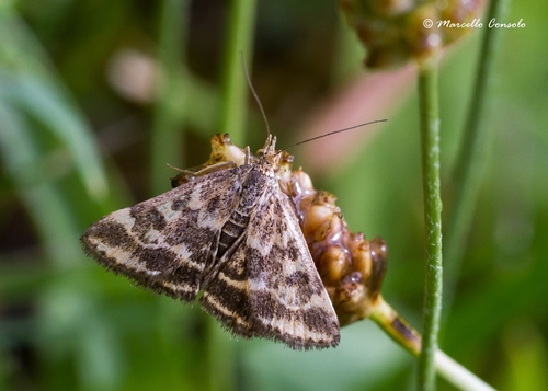Straw-barred Pearl