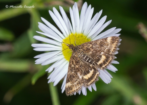 Straw-barred Pearl