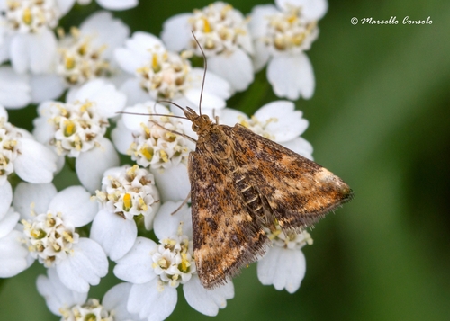 Straw-barred Pearl