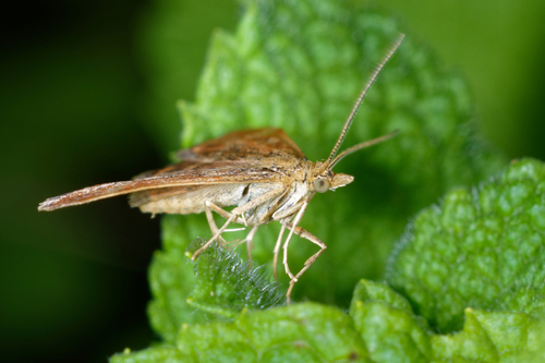 Straw-barred Pearl