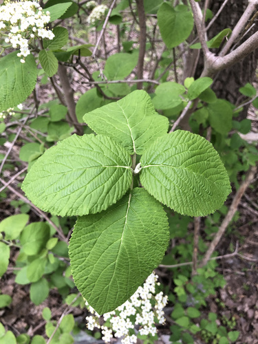 Wayfaring-tree