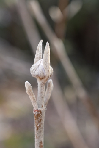 Wayfaring-tree