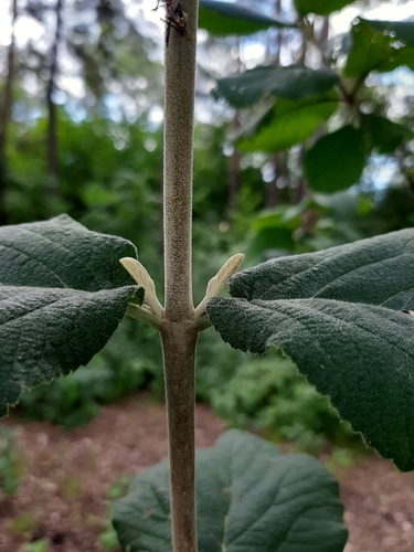 Wayfaring-tree