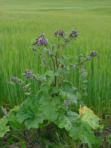 Woolly Burdock