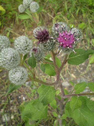 Woolly Burdock