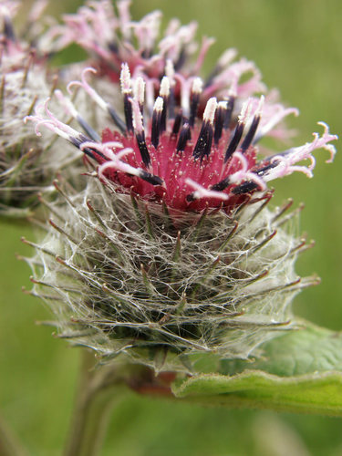 Woolly Burdock