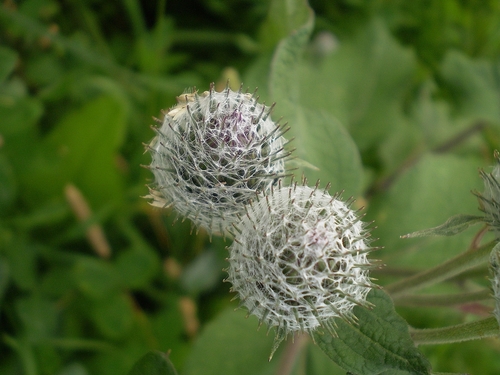Woolly Burdock