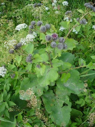 Woolly Burdock
