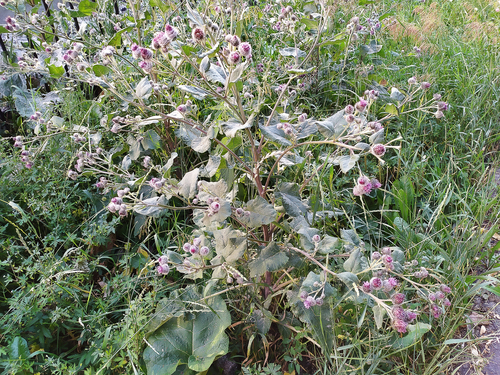 Woolly Burdock