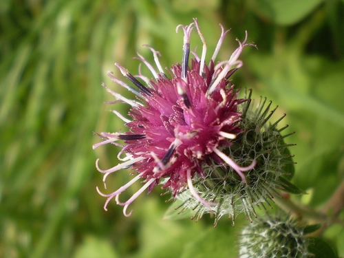 Woolly Burdock