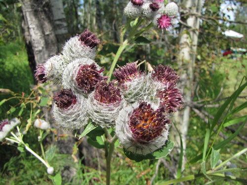 Woolly Burdock