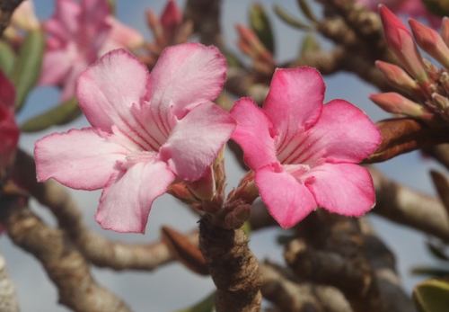 desert rose