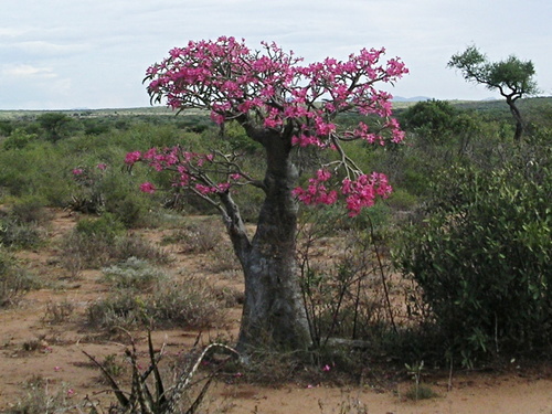 desert rose