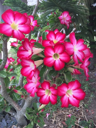 desert rose