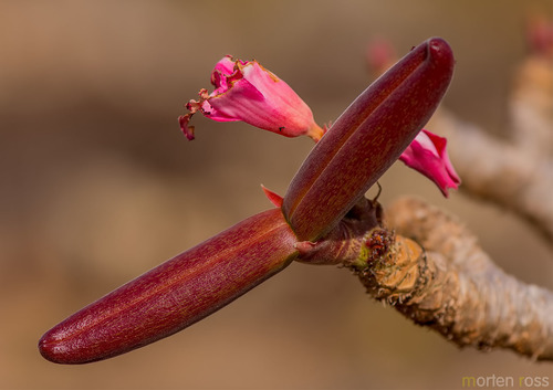 desert rose