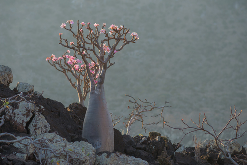 desert rose